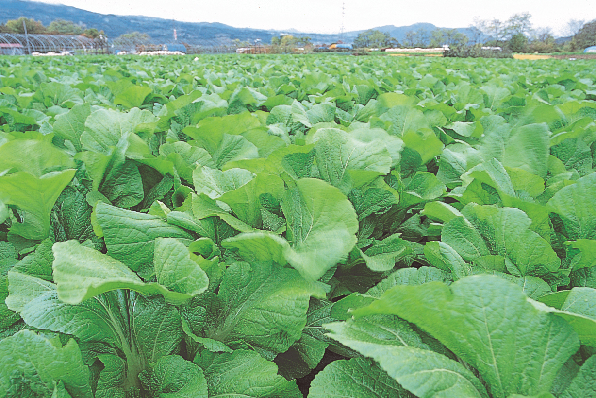 大きな葉が特徴の青菜（せいさい）